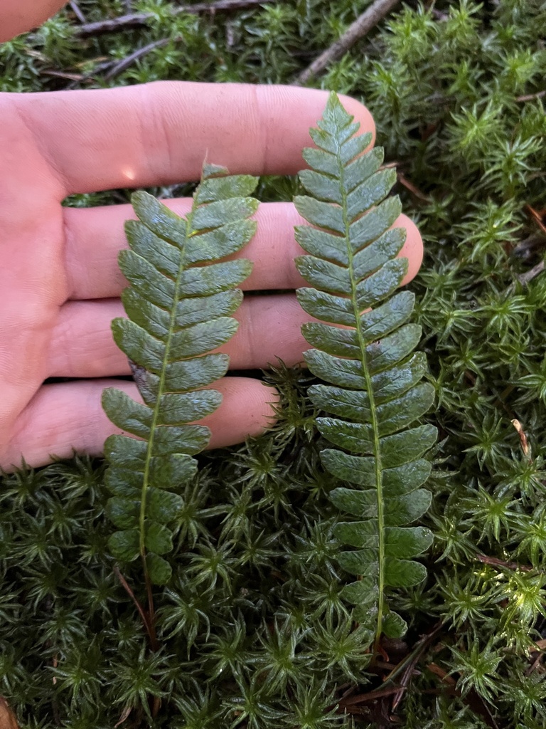deer fern from 168th St SE, Monroe, WA, US on December 26, 2023 at 09: ...