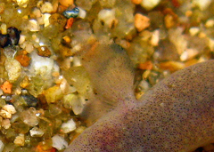 Luciogobius ryukyuensis