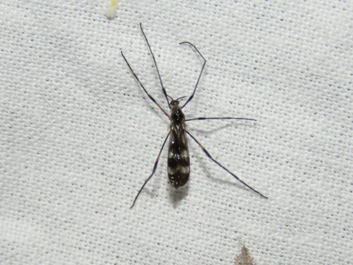 Teucholabis (Teucholabis) tartarus