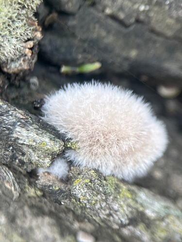 iNaturalist observation photo of Fungi Including Lichens