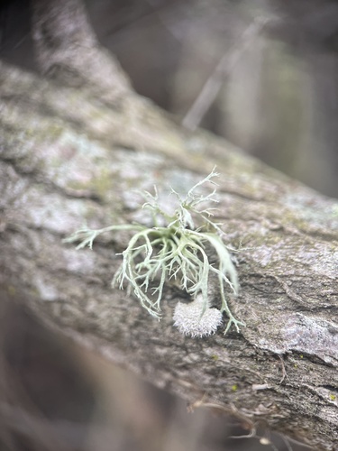 iNaturalist observation photo of Common Lichens
