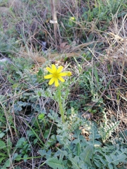 Senecio vernalis