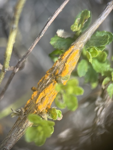 iNaturalist observation photo of coyote brush rust