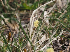 Carex caryophyllea