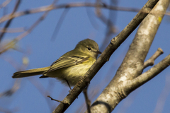 Reiser's Tyrannulet photo 3