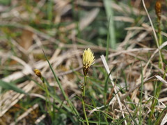 Carex caryophyllea