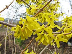 Forsythia viridissima