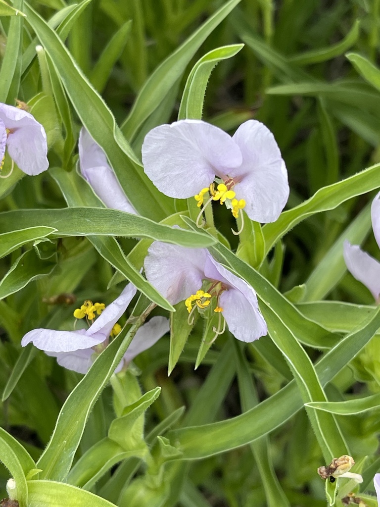 Gorgeous Dayflower