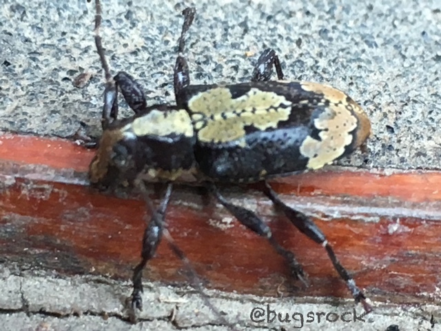 Symperasmus