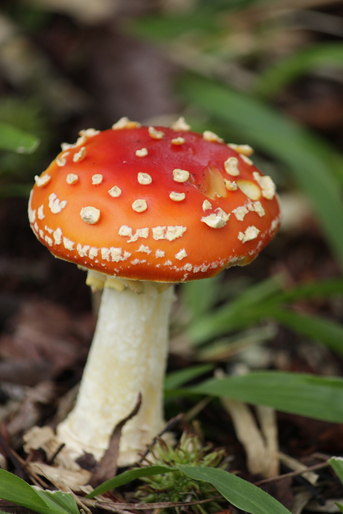 Fly Agaric from Campos do Jordão - State of São Paulo, 12460-000 ...