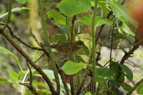 Buff-throated Warbling Finch (Microspingus lateralis), photo 7