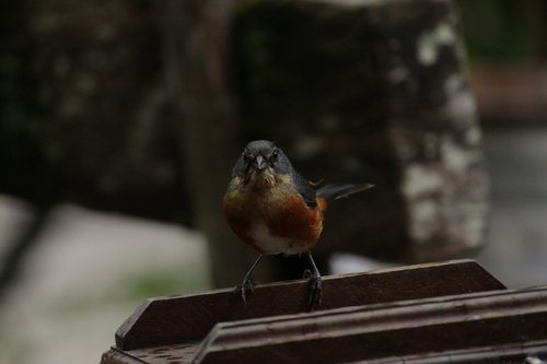 Buff-throated Warbling Finch (Microspingus lateralis), photo 2