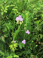 Callisia ornata