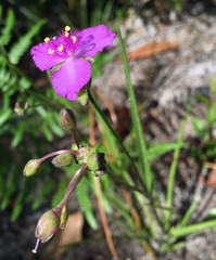 Callisia rosea
