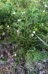 Callisia ornata