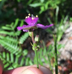 Callisia rosea