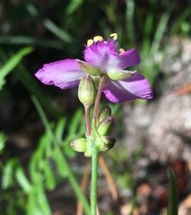 Callisia rosea