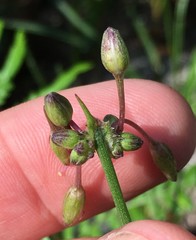 Callisia rosea