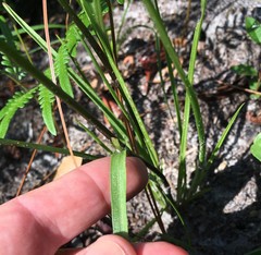 Callisia rosea
