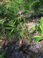 Callisia rosea