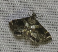 Neargyractis slossonalis