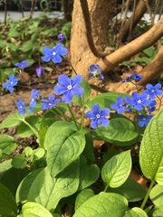 Omphalodes verna