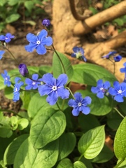 Omphalodes verna