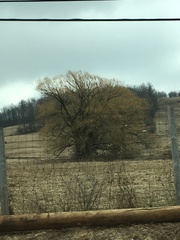 Populus deltoides deltoides