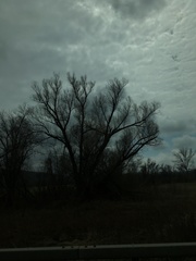 Populus deltoides deltoides