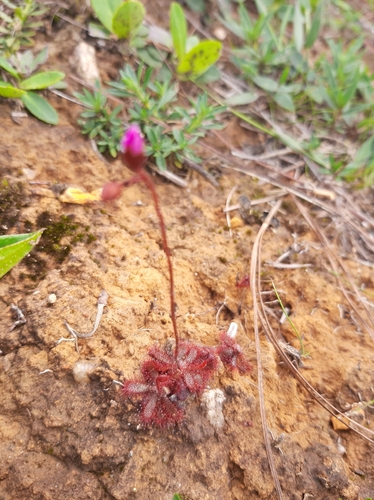 Drosera montana (Drosera montana)
