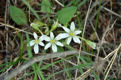 Ornithogalum fimbriatum