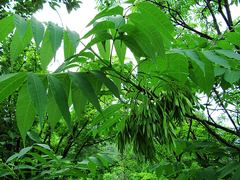 Fraxinus mandshurica