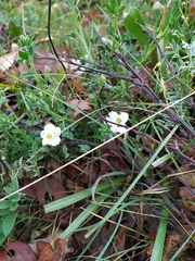 Arenaria montana