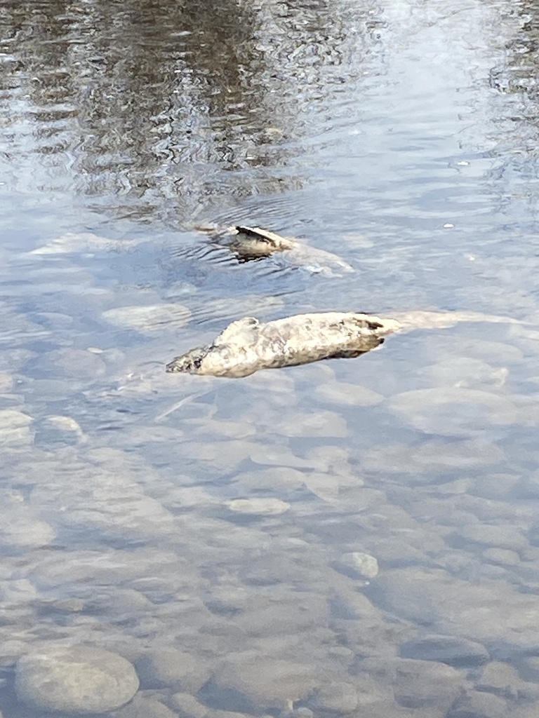 Chinook Salmon from Ancil Hoffman Park, Carmichael, CA, US on December