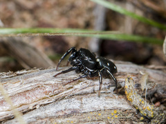 Heliophanus chovdensis