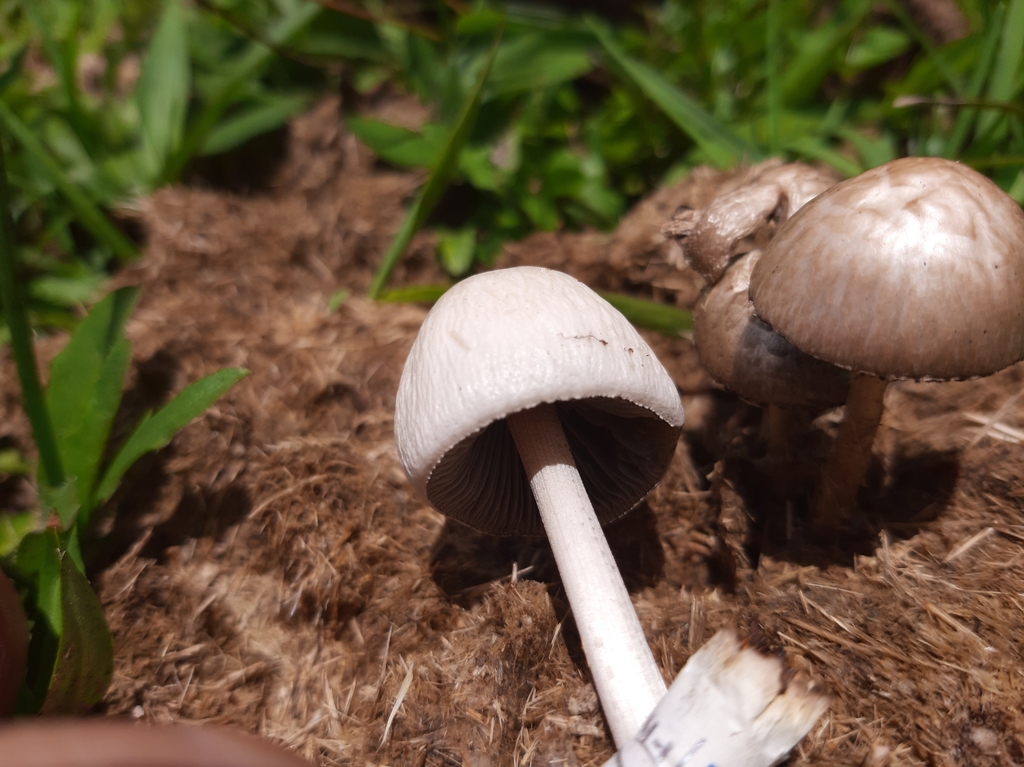 Panaeolus antillarum · December 2023 · photo: © yoannisd (iNaturalist, cc-by)