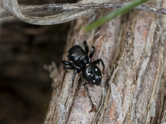 Heliophanus chovdensis