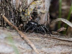 Heliophanus chovdensis