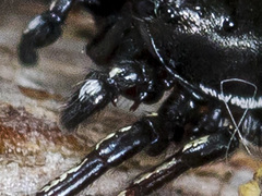 Heliophanus chovdensis