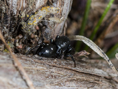 Heliophanus chovdensis