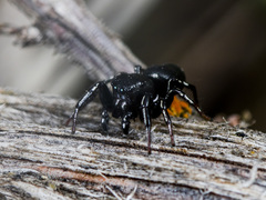 Heliophanus chovdensis