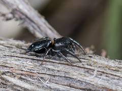 Heliophanus chovdensis