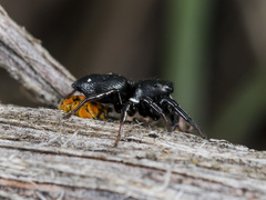 Heliophanus chovdensis