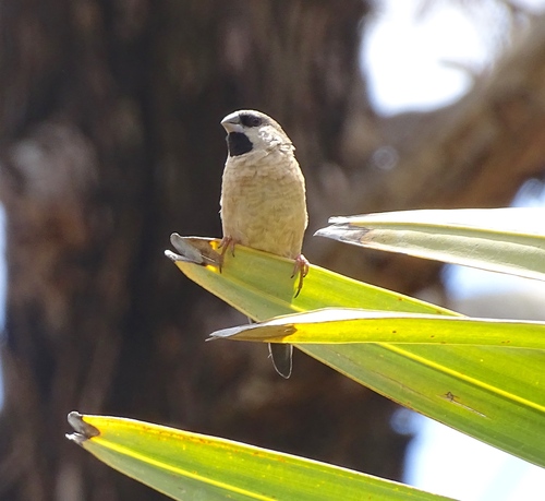 Madagascar Mannikin (Lepidopygia nana), photo 6