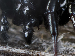 Heliophanus chovdensis