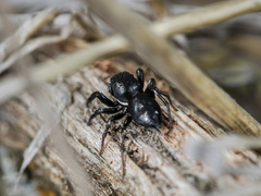 Heliophanus chovdensis