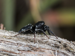 Heliophanus chovdensis