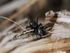 Heliophanus chovdensis