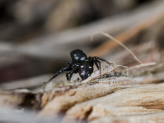 Heliophanus chovdensis