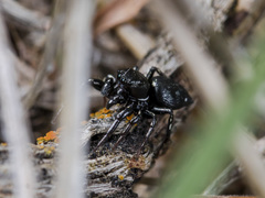 Heliophanus chovdensis